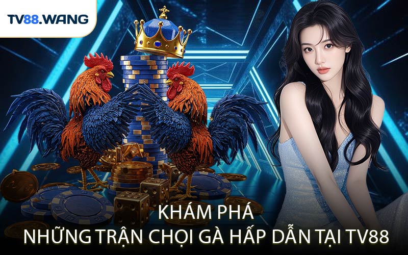 Khám Phá Những Trận Chọi Gà Hấp Dẫn Tại TV88